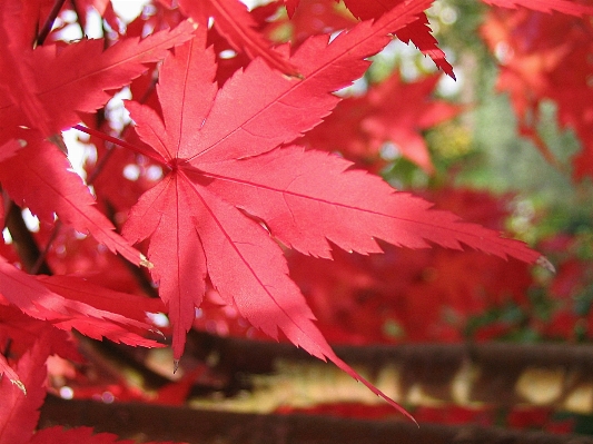 Tree nature branch plant Photo