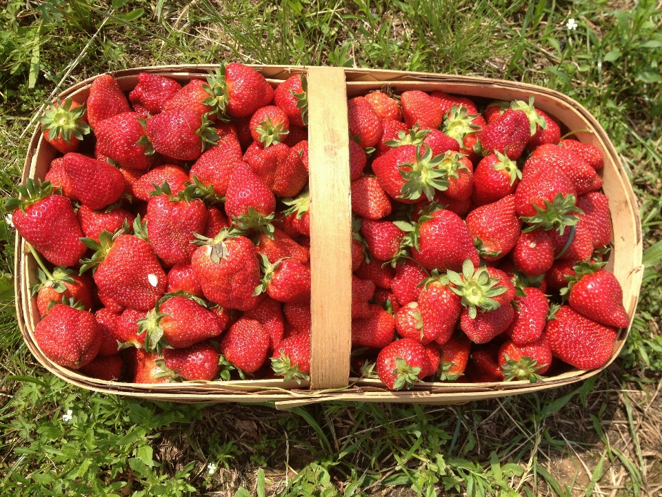 Plantar fruta baga doce