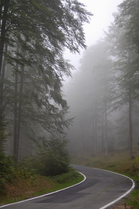 Albero natura foresta sentiero