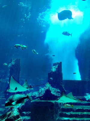 Foto Mar oceano mergulhando embaixo da agua