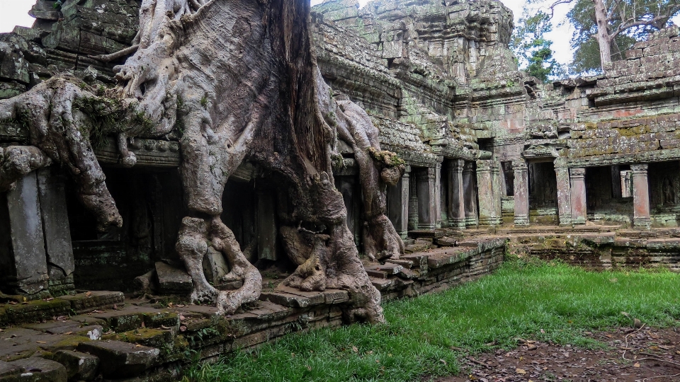 árbol edificio descuidado
 formación