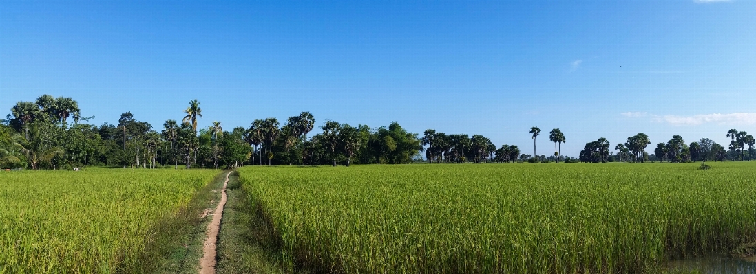 Nature horizon plant field Photo