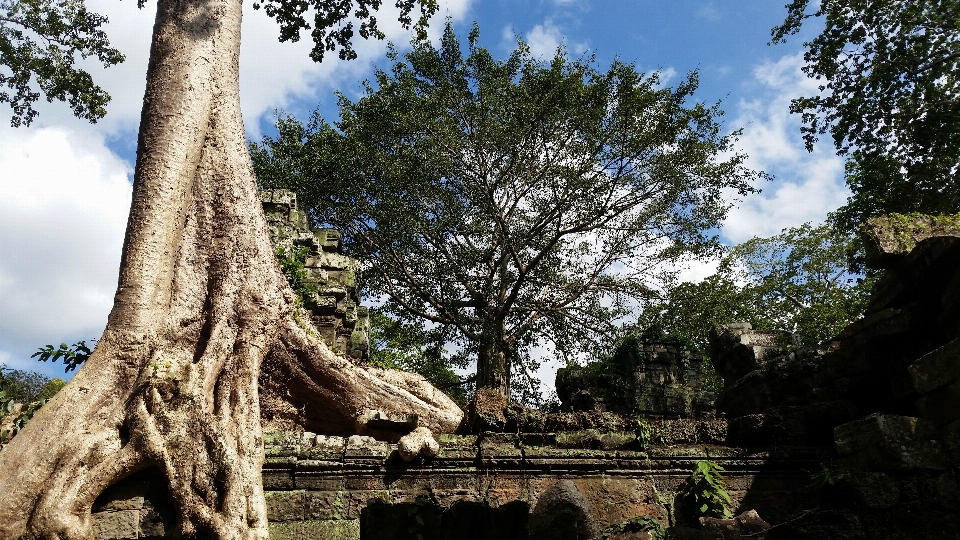 Baum anlage blume dschungel