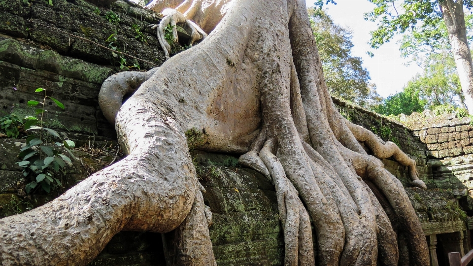 árvore floresta plantar madeira