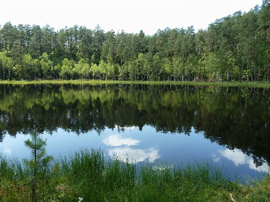 Landscape tree water forest Photo