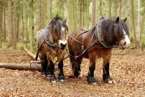 Nature forest log pasture Photo