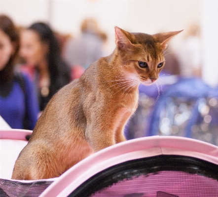 Foto Anak kucing mamalia hewan peliharaan