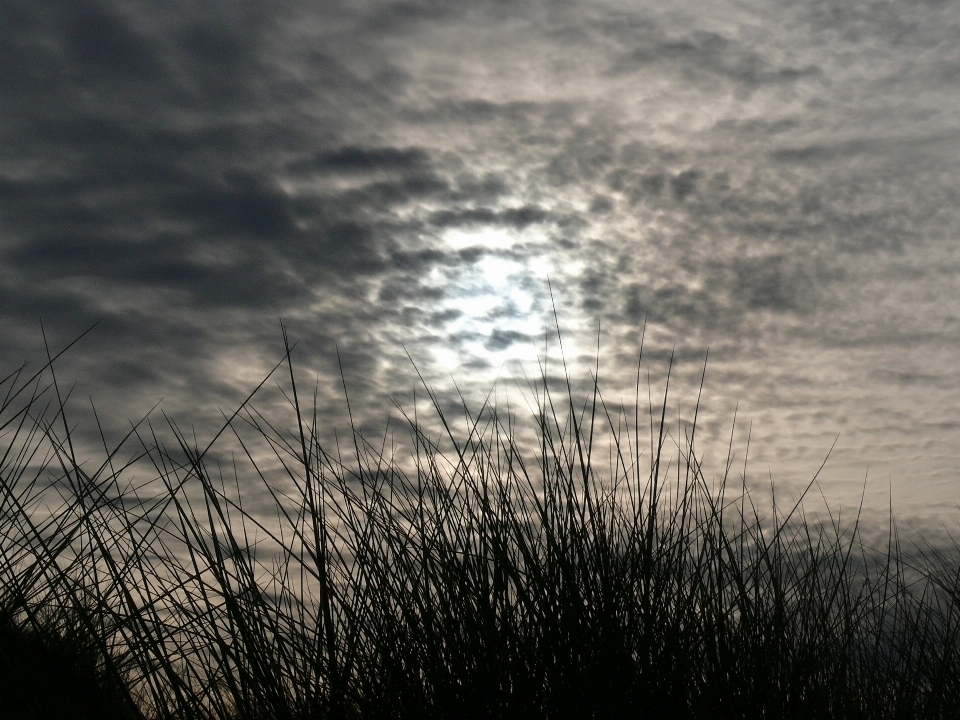 Beach sea nature grass