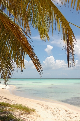 ビーチ 海 海岸 木 写真