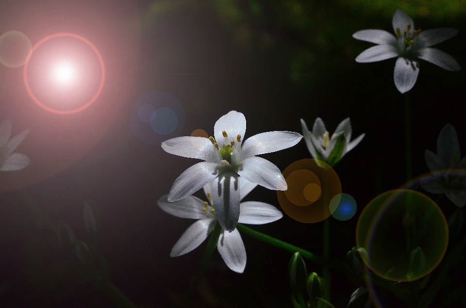 Nature fleurir usine blanc