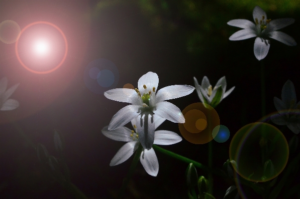 Nature blossom plant white Photo