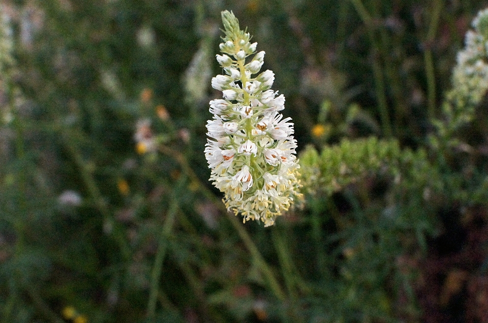 Florecer planta blanco flor