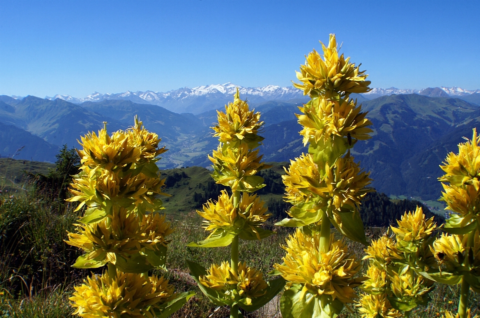 Baum natur wildnis
 blüte