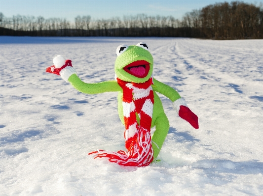 Snow cold winter frog Photo