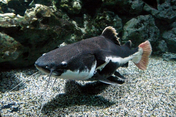 生物学 両生類 魚 fauna 写真