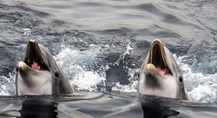 Sea mammal fish vertebrate Photo