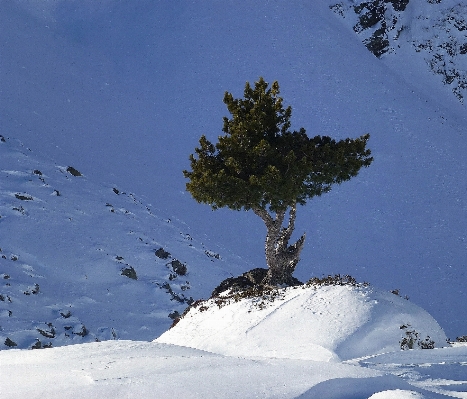 Foto Albero montagna nevicare inverno