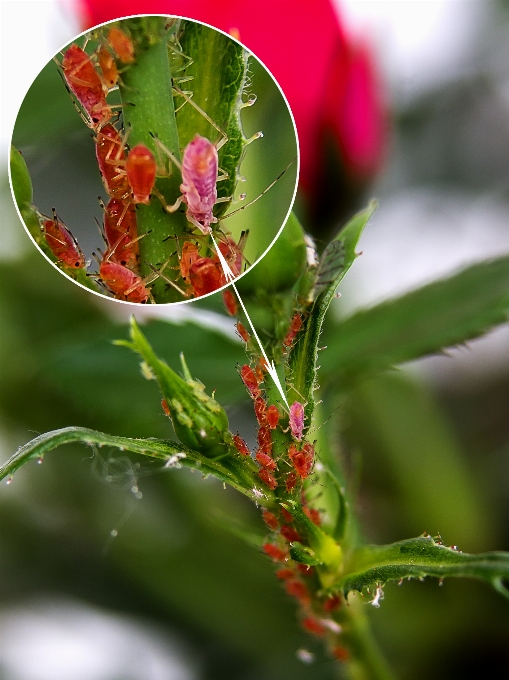 Naturaleza rama florecer planta