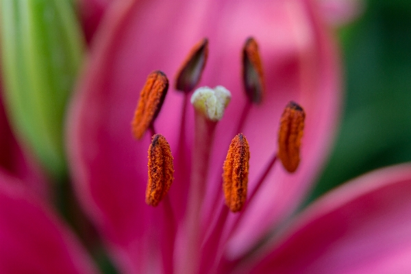 Blossom plant photography leaf Photo