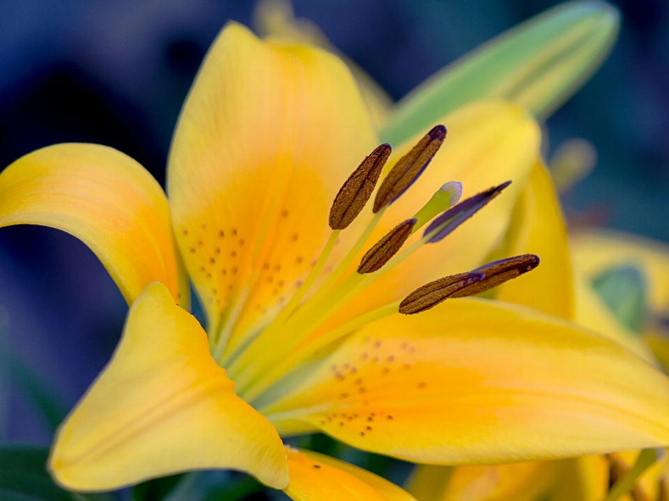 Fleurir usine la photographie fleur