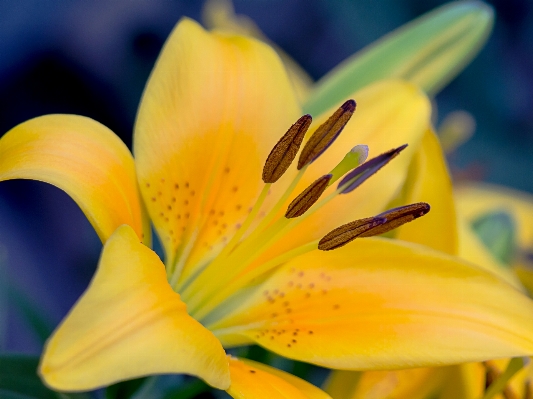 Blossom plant photography flower Photo