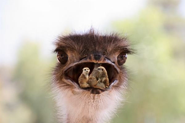 Photo Nature oiseau animal faune