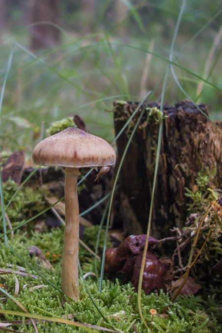 Bildschirm natur wald anlage