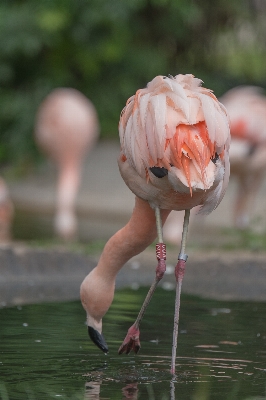 Water nature bird plant Photo