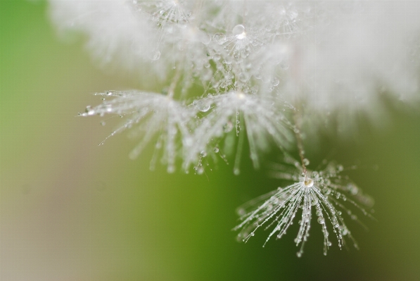 Water nature grass branch Photo