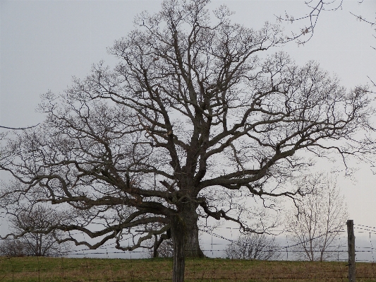 Foto Albero natura ramo crescita