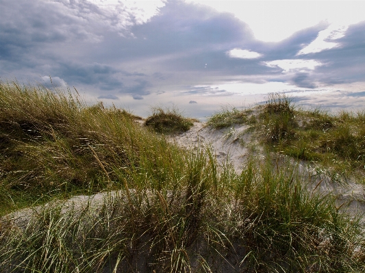 Landscape sea coast tree Photo