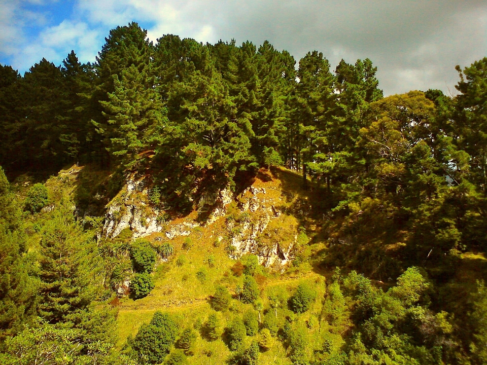 Paisagem árvore natureza floresta