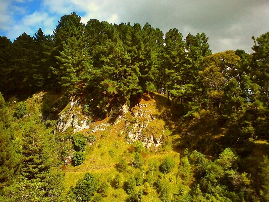 Landscape tree nature forest Photo