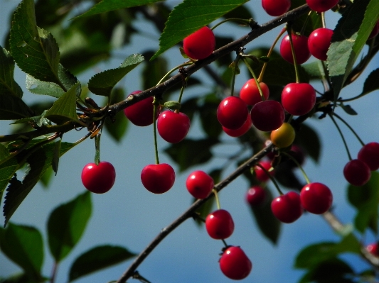 Nature branch plant fruit Photo