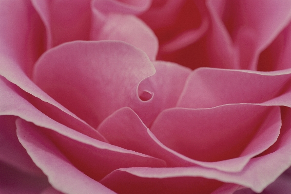 Blossom plant photography flower Photo