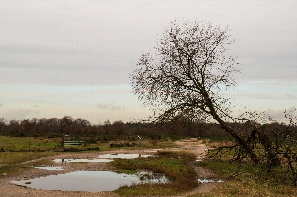 Photo Paysage arbre eau nature