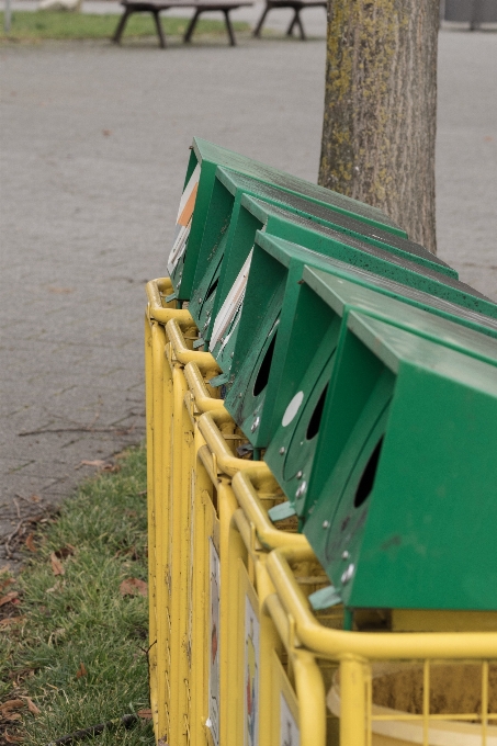 Legna foglia fiore ambiente