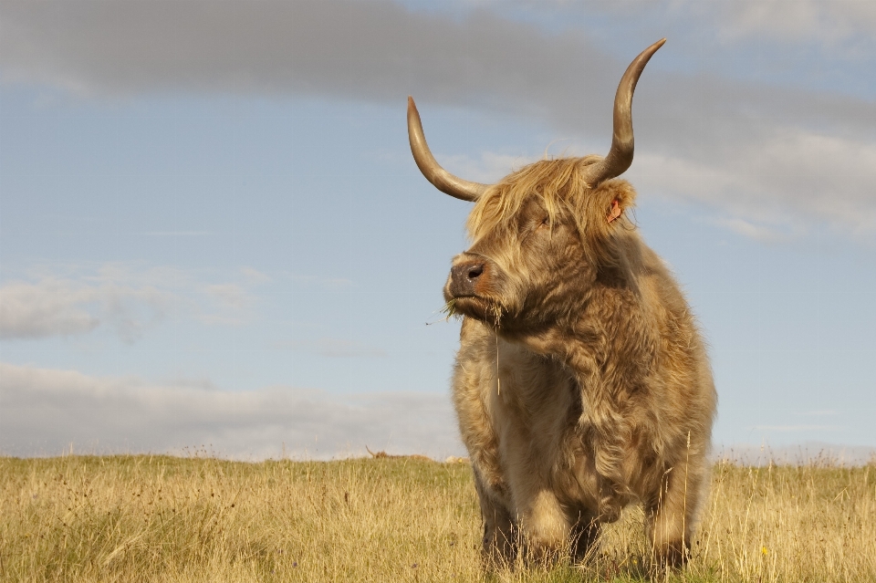 Heu prärie
 tierwelt horn