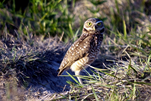 鳥 動物 野生動物 嘴 写真