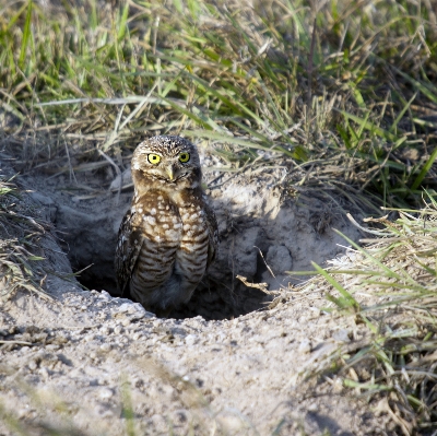 鳥 動物 野生動物 嘴 写真