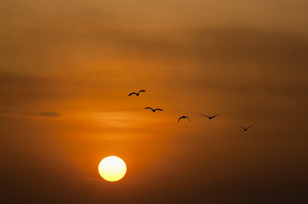 Sea horizon wing sky Photo