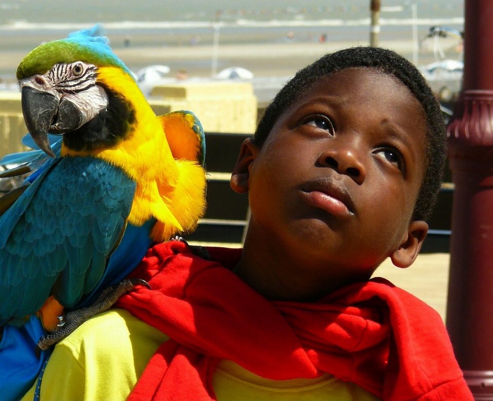 Bird boy animal travel