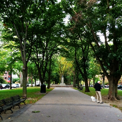 Baum weg anlage straße Foto