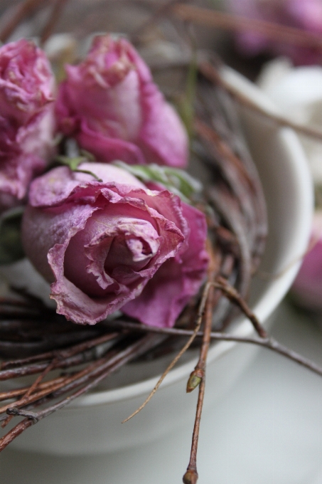 Blüte anlage blatt blume