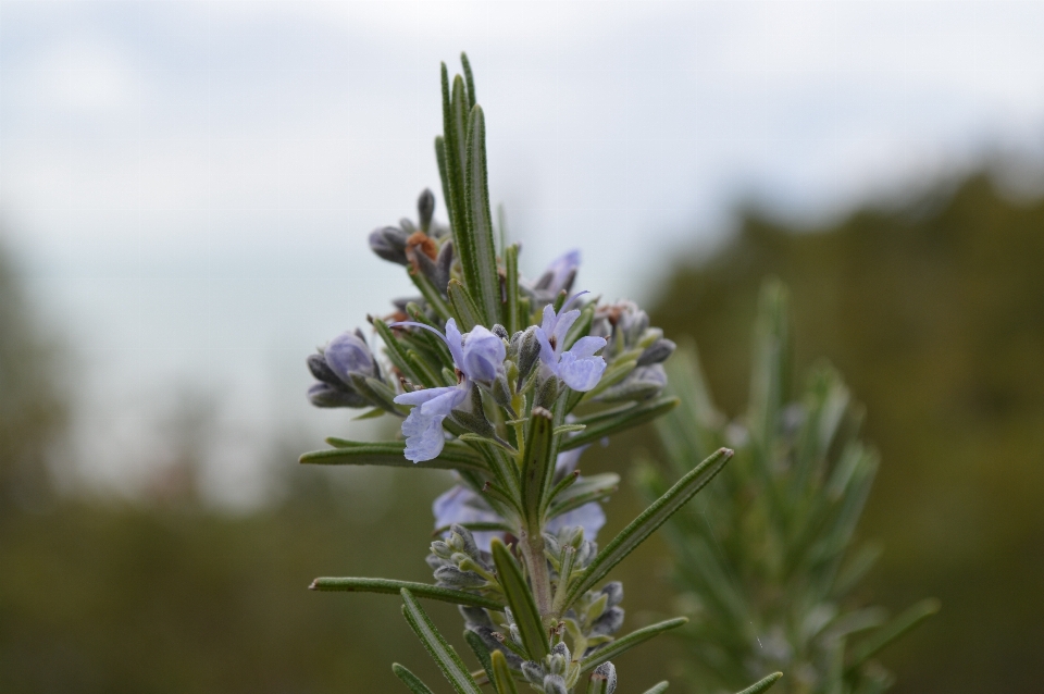 Natureza grama florescer plantar