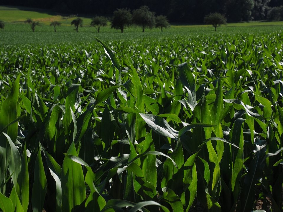 Herbe usine champ fleur