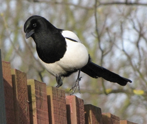 Nature branch bird wildlife Photo