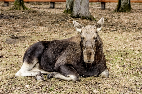 Tierwelt säugetier fauna elch Foto