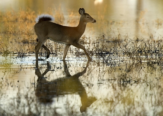 Water nature winter female Photo