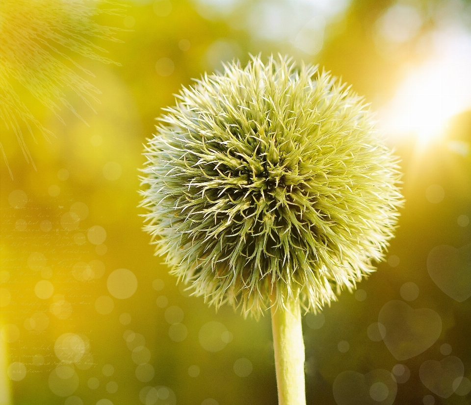 Natura bokeh
 pianta fotografia